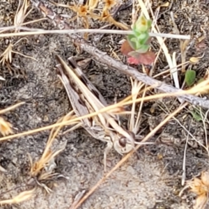 Chortoicetes terminifera at Gundaroo, NSW - 13 Jan 2023