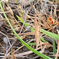 Acrida conica (Giant green slantface) at Mcleods Creek Res (Gundaroo) - 12 Jan 2023 by trevorpreston