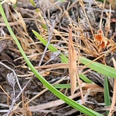 Acrida conica (Giant green slantface) at Gundaroo, NSW - 13 Jan 2023 by trevorpreston