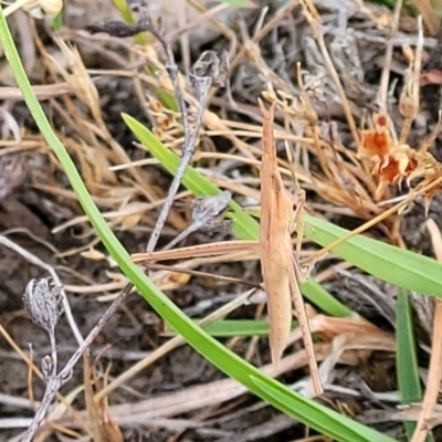 Acrida conica (Giant green slantface) at Mcleods Creek Res (Gundaroo) - 12 Jan 2023 by trevorpreston