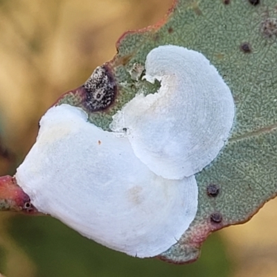 Lasiopsylla sp. (genus) (Psyllid or Lerp insect) at Gundaroo, NSW - 13 Jan 2023 by trevorpreston