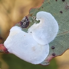 Lasiopsylla sp. (genus) (Psyllid or Lerp insect) at Gundaroo, NSW - 12 Jan 2023 by trevorpreston