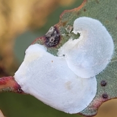 Lasiopsylla sp. (genus) at Gundaroo, NSW - 13 Jan 2023