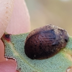 Trachymela sp. (genus) (Brown button beetle) at Gundaroo, NSW - 13 Jan 2023 by trevorpreston