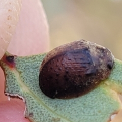 Trachymela sp. (genus) at Gundaroo, NSW - 13 Jan 2023