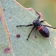 Eurymelinae (subfamily) at Gundaroo, NSW - 13 Jan 2023