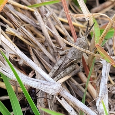 Peakesia hospita (Common Peakesia Grasshopper) at Mcleods Creek Res (Gundaroo) - 12 Jan 2023 by trevorpreston