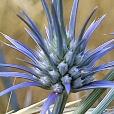 Eryngium ovinum (Blue Devil) at Gundaroo, NSW - 13 Jan 2023 by trevorpreston
