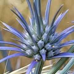 Eryngium ovinum (Blue Devil) at Mcleods Creek Res (Gundaroo) - 12 Jan 2023 by trevorpreston