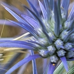 Eryngium ovinum at Gundaroo, NSW - 13 Jan 2023 09:19 AM