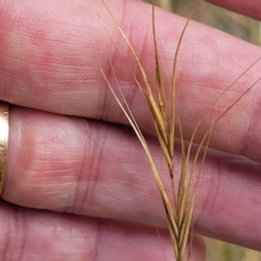 Anthosachne scabra (Common Wheat-grass) at Gundaroo, NSW - 13 Jan 2023 by trevorpreston