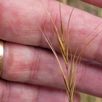 Anthosachne scabra (Common Wheat-grass) at Gundaroo, NSW - 13 Jan 2023 by trevorpreston