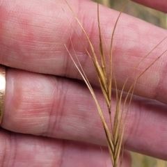 Anthosachne scabra (Common Wheat-grass) at Gundaroo, NSW - 12 Jan 2023 by trevorpreston