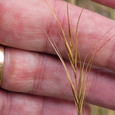 Anthosachne scabra (Common Wheat-grass) at Mcleods Creek Res (Gundaroo) - 12 Jan 2023 by trevorpreston
