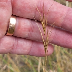 Anthosachne scabra at Gundaroo, NSW - 13 Jan 2023 09:14 AM