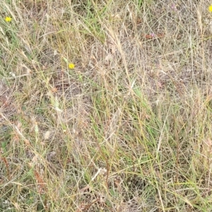 Anthosachne scabra at Gundaroo, NSW - 13 Jan 2023