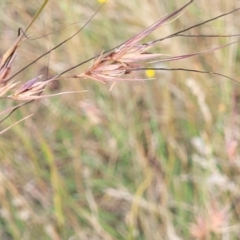 Themeda triandra (Kangaroo Grass) at Gundaroo, NSW - 12 Jan 2023 by trevorpreston