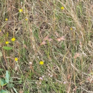 Themeda triandra at Gundaroo, NSW - 13 Jan 2023