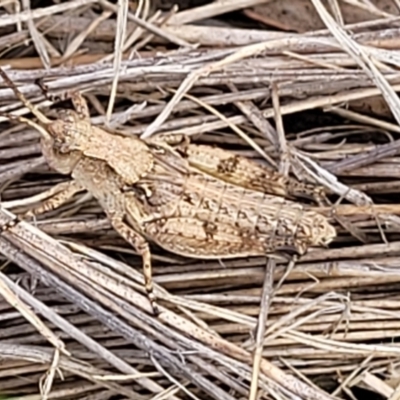 Phaulacridium vittatum (Wingless Grasshopper) at Gundaroo, NSW - 13 Jan 2023 by trevorpreston