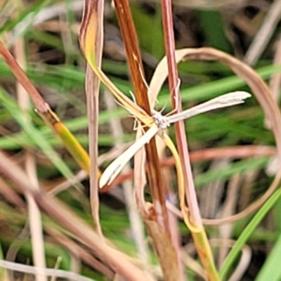 Stenoptilia zophodactylus (Dowdy Plume Moth) at Gundaroo, NSW - 13 Jan 2023 by trevorpreston