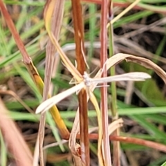 Stenoptilia zophodactylus at Gundaroo, NSW - 13 Jan 2023