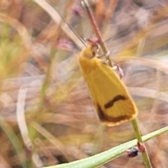 Plectobela undescribed species (A concealer moth) at Mcleods Creek Res (Gundaroo) - 12 Jan 2023 by trevorpreston