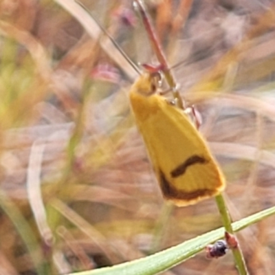 Plectobela undescribed species (A concealer moth (Wingia group)) at Gundaroo, NSW - 13 Jan 2023 by trevorpreston