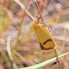 Plectobela undescribed species (A concealer moth) at Gundaroo, NSW - 12 Jan 2023 by trevorpreston