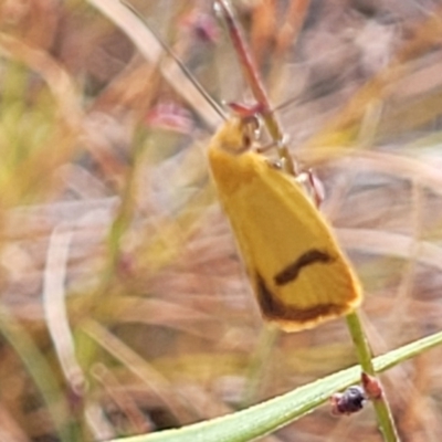 Plectobela undescribed species (A concealer moth) at Mcleods Creek Res (Gundaroo) - 12 Jan 2023 by trevorpreston