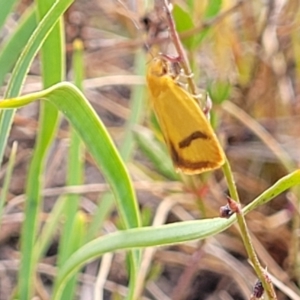 Plectobela undescribed species at Gundaroo, NSW - 13 Jan 2023
