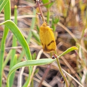 Plectobela undescribed species at Gundaroo, NSW - 13 Jan 2023