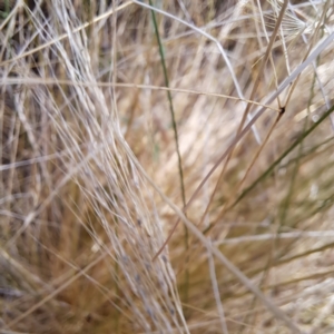 Nassella trichotoma at Hackett, ACT - 13 Jan 2023 10:02 AM