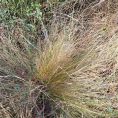 Nassella trichotoma at Hackett, ACT - 13 Jan 2023