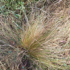 Nassella trichotoma at Hackett, ACT - 13 Jan 2023 10:02 AM