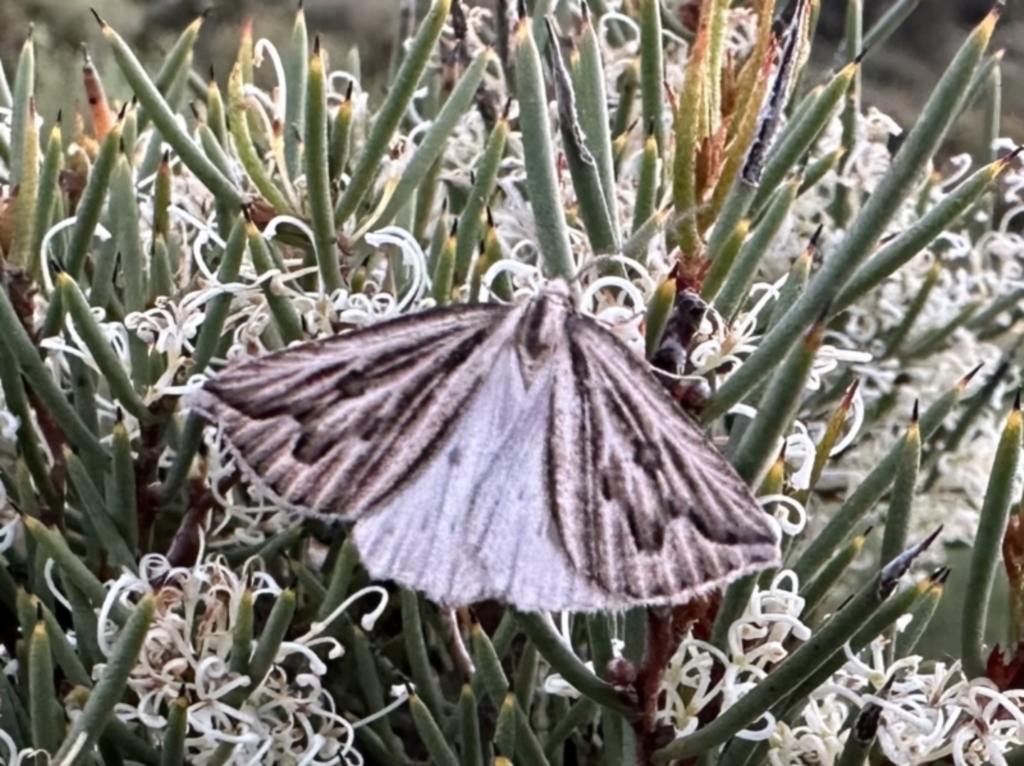 Amelora (genus) at Jagungal Wilderness, NSW - 10 Jan 2023