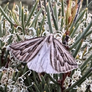 Amelora (genus) at Jagungal Wilderness, NSW - 10 Jan 2023