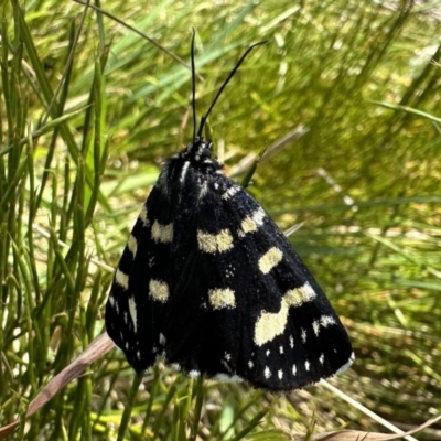 Phalaenoides tristifica (Willow-herb Day-moth) at Kosciuszko National Park - 10 Jan 2023 by Pirom