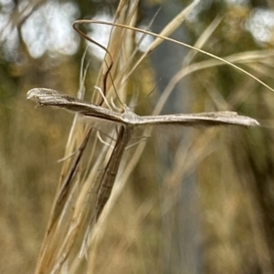 Stenoptilia zophodactylus at Ainslie, ACT - 31 Dec 2022