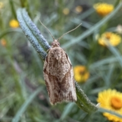 Epiphyas postvittana (Light Brown Apple Moth) at Mount Ainslie - 23 Dec 2022 by Pirom