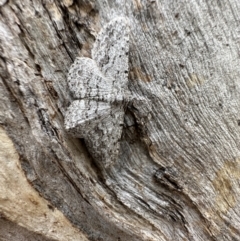 Psilosticha absorpta (Fine-waved Bark Moth) at Ainslie, ACT - 21 Dec 2022 by Pirom