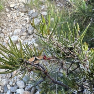 Hakea microcarpa at Jagungal Wilderness, NSW - 9 Jan 2023