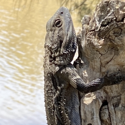 Pogona barbata (Eastern Bearded Dragon) at Stromlo, ACT - 13 Jan 2023 by SteveBorkowskis