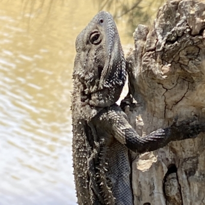 Pogona barbata (Eastern Bearded Dragon) at Molonglo River Reserve - 13 Jan 2023 by Steve_Bok