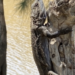 Pogona barbata at Stromlo, ACT - suppressed