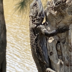 Pogona barbata at Stromlo, ACT - 13 Jan 2023