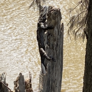 Pogona barbata at Stromlo, ACT - suppressed