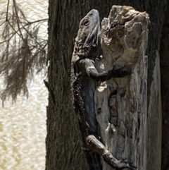 Pogona barbata at Stromlo, ACT - suppressed