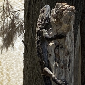 Pogona barbata at Stromlo, ACT - suppressed