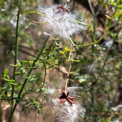 Clematis leptophylla (Small-leaf Clematis, Old Man's Beard) at Hackett, ACT - 12 Jan 2023 by abread111