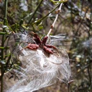 Clematis leptophylla at Hackett, ACT - 13 Jan 2023 10:45 AM